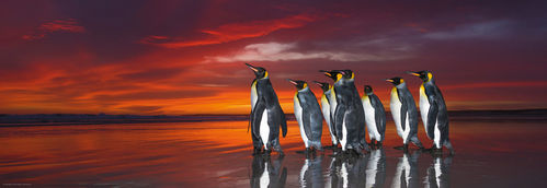 KINGS PENGUINS