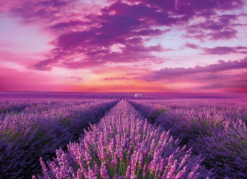 CAMPOS DE LAVANDA