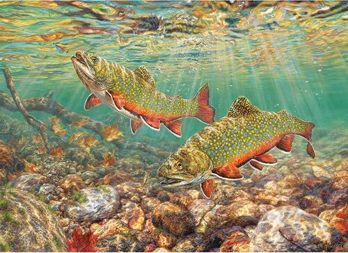 BROOK TROUT